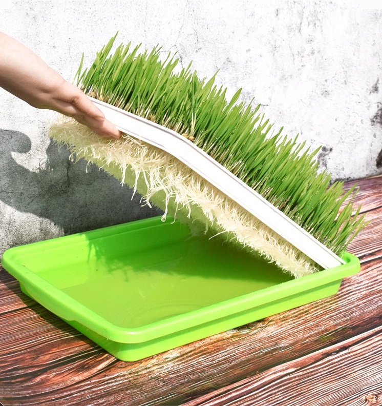 Auskie Cat Grass DIY Kit