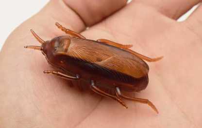 Auskie Self-Moving Automatic Interactive Pet Toy - Electric Mouse & Cockroach - Image 3