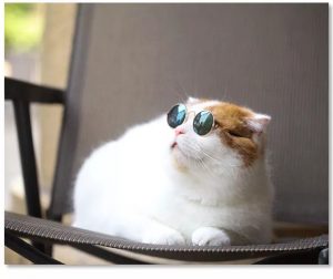 Auskie Pet Sunglasses Spectacles