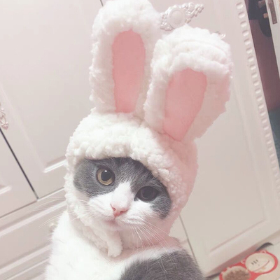 Auskie Bunny Pet Head Gear