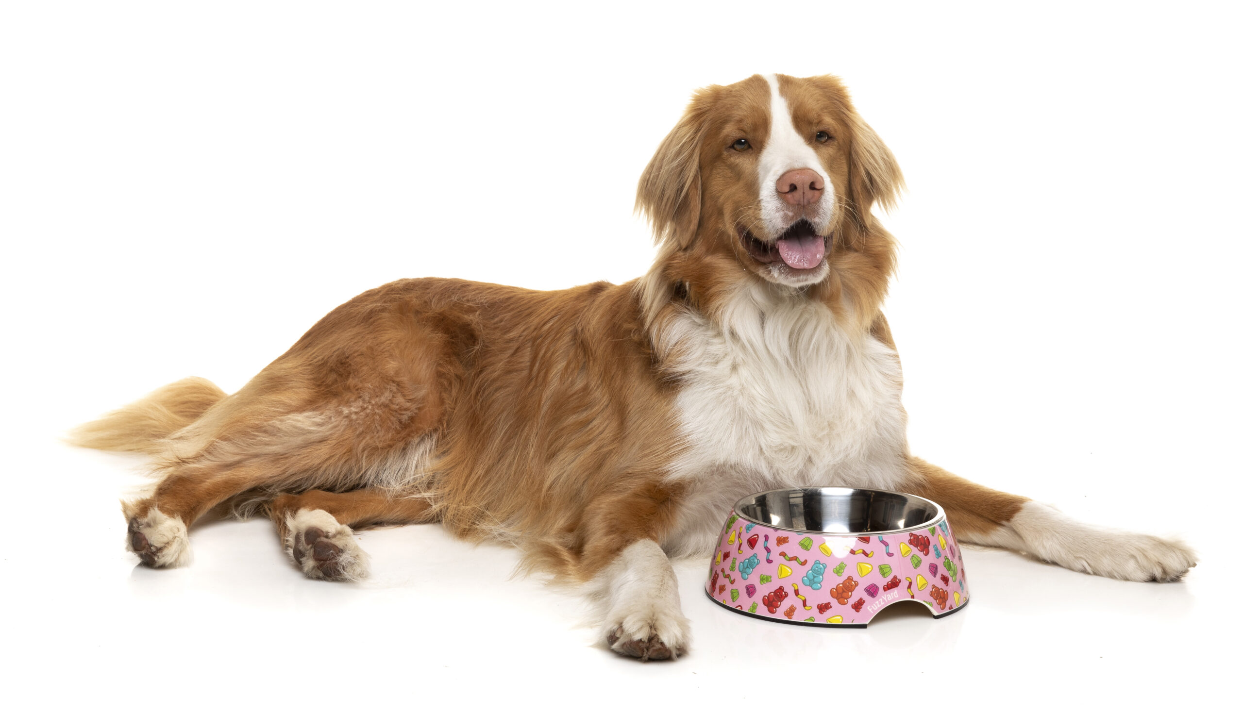 FuzzYard Easy Feeder Pet Bowl (3 Sizes) - Jelly Bears - Image 2