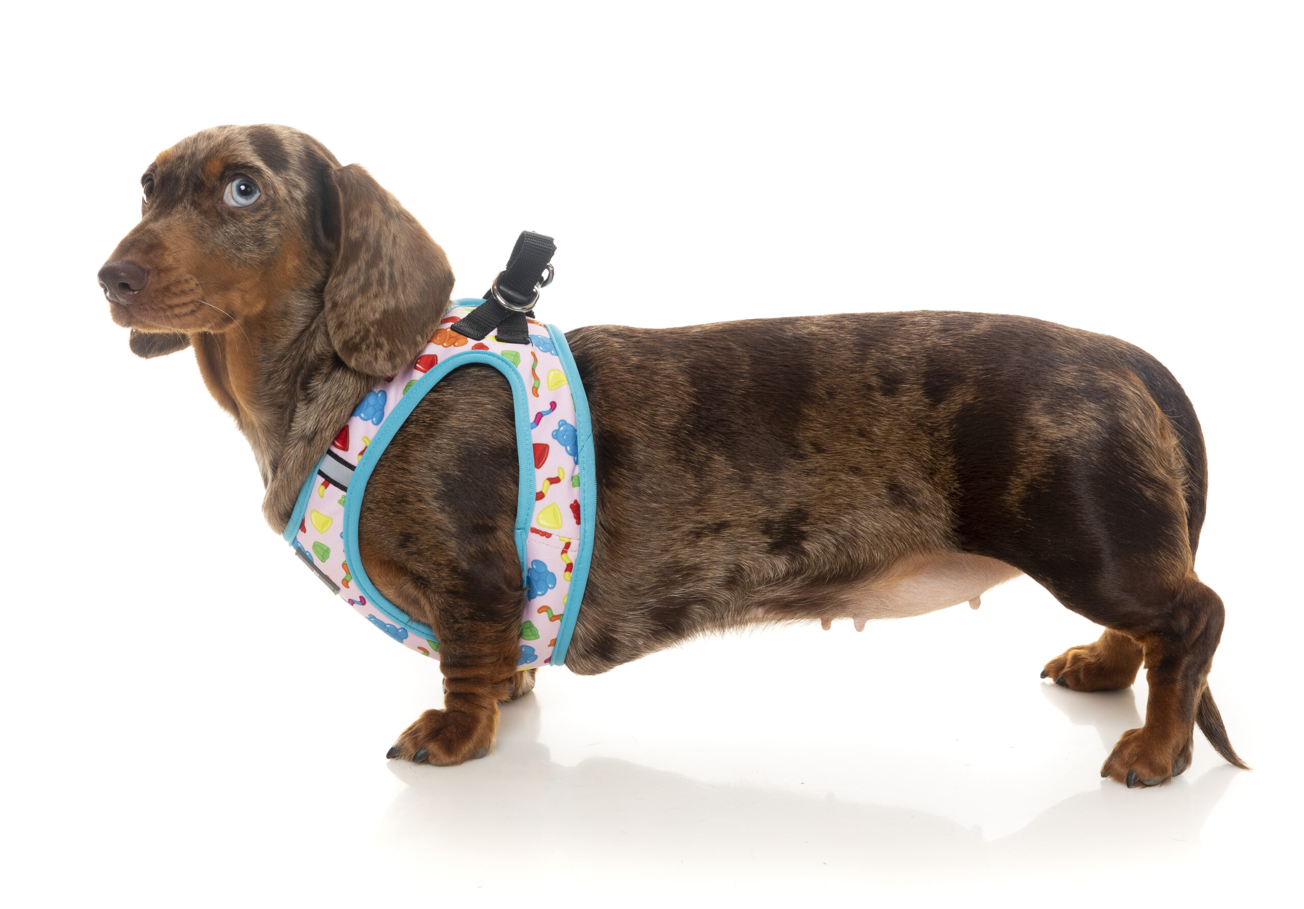 FuzzYard Step-In Harness For Dogs (5 Sizes) - Jelly Bears - Image 3