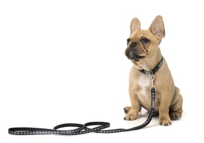 Fuzzyard Dog Lead (2 Sizes) - Yeezy - Image 2