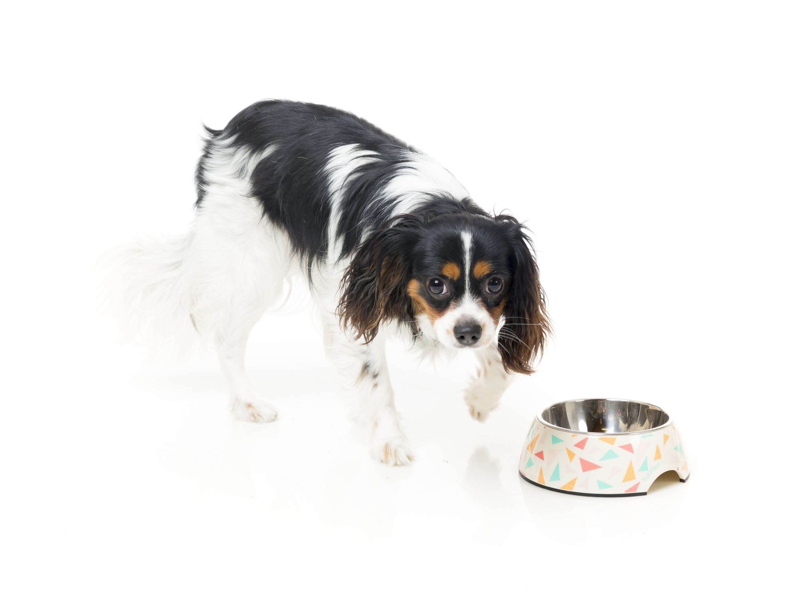 FuzzYard Easy Feeder Pet Bowl (3 Sizes) - Fab - Image 2