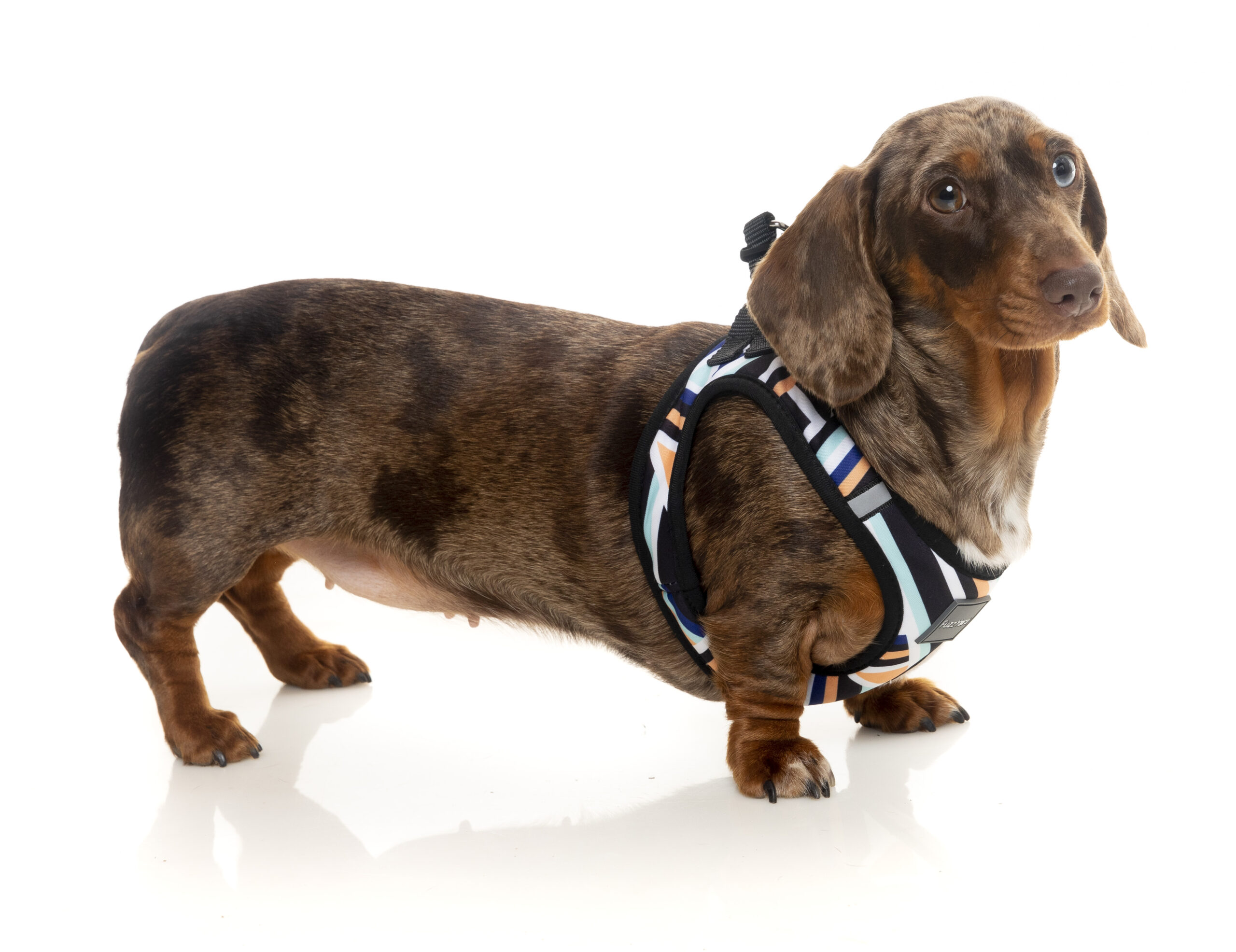 FuzzYard Step-In Harness For Dogs (5 Sizes) - Sonic - Image 3