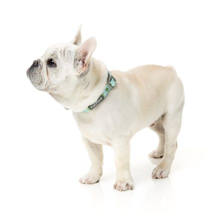 Fuzzyard Dog Collar (3 Sizes) - Tucson - Image 2