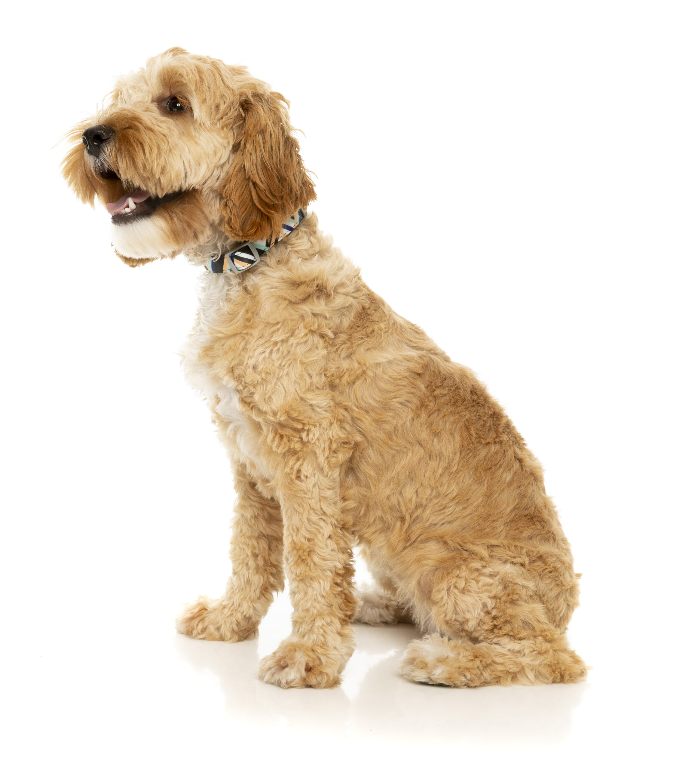 Fuzzyard Dog Collar (3 Sizes) - Sonic - Image 2