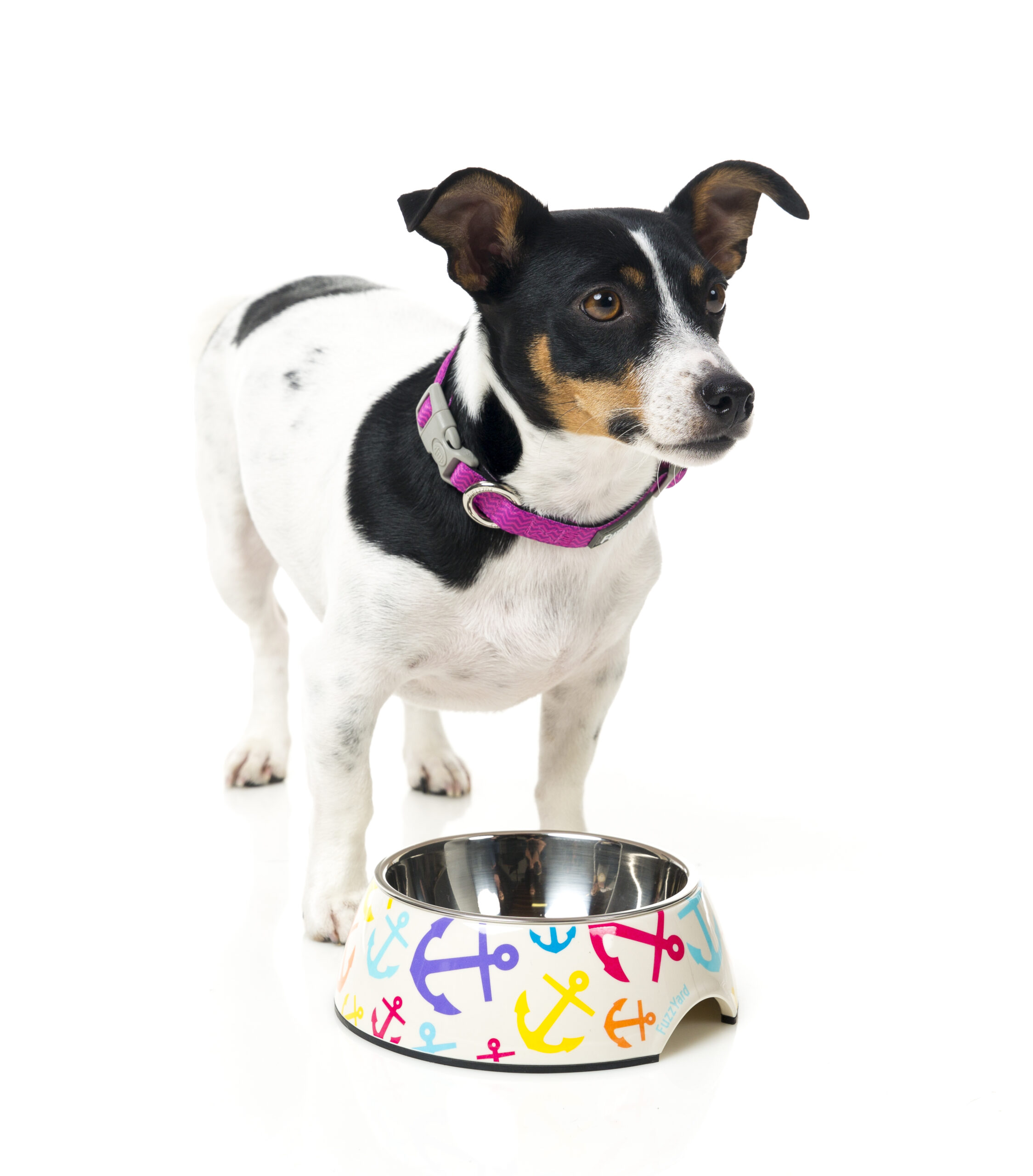 FuzzYard Easy Feeder Pet Bowl (3 Sizes) - Ahoy - Image 2