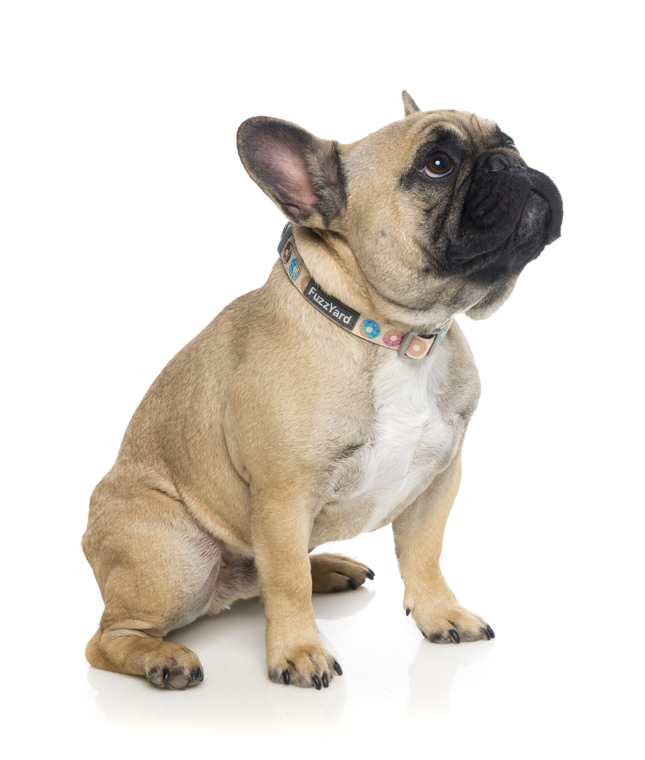 Fuzzyard Dog Collar (3 Sizes) - Go Nuts - Image 2