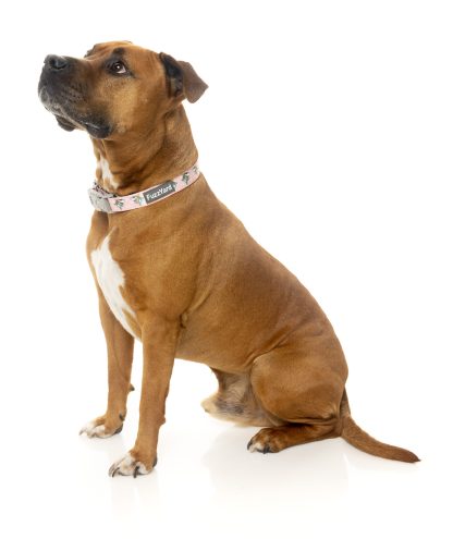 Fuzzyard Dog Collar (3 Sizes) - LL Cool Jaws - Image 2