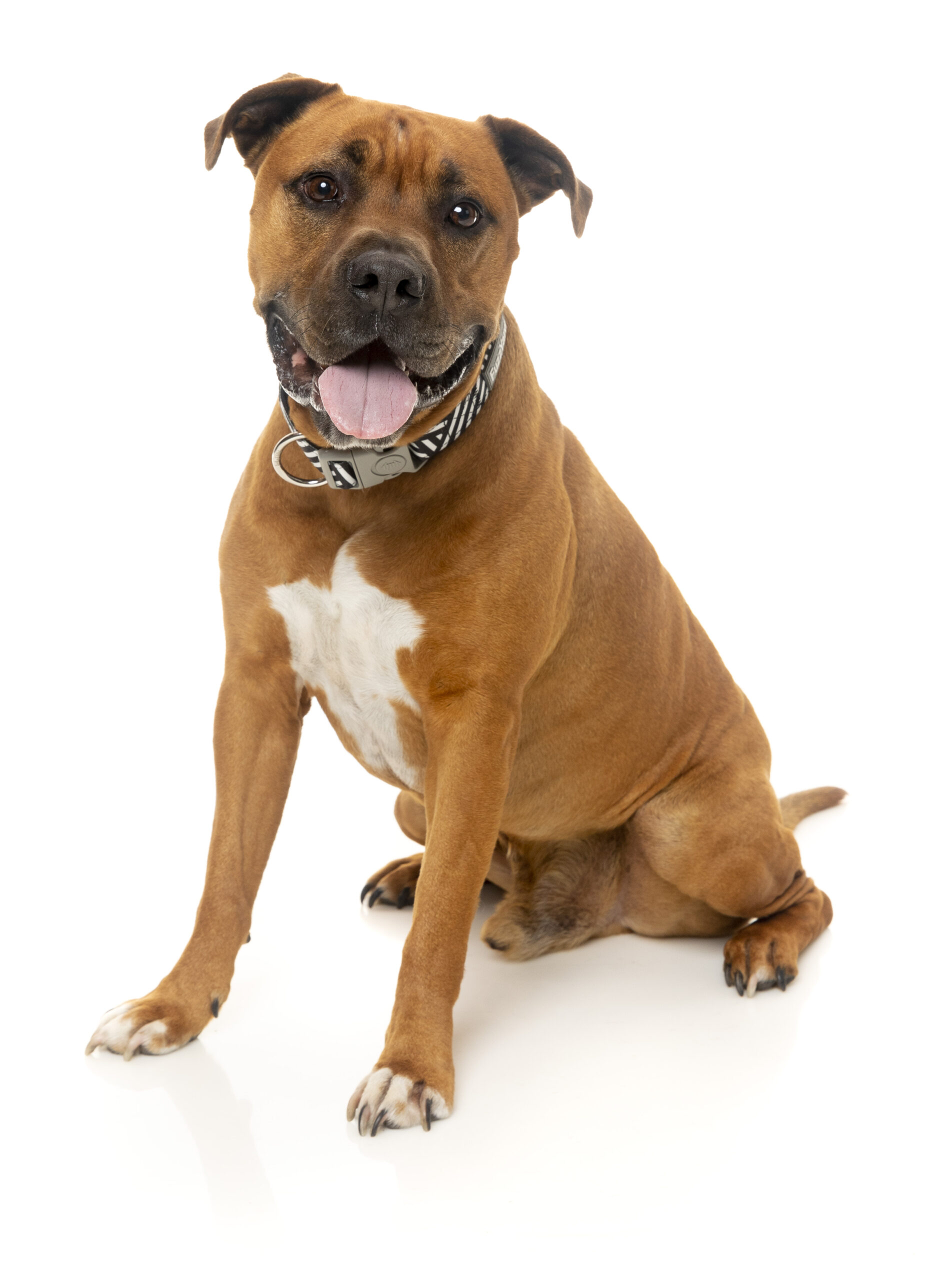 Fuzzyard Dog Collar (3 Sizes) - Northcote - Image 2