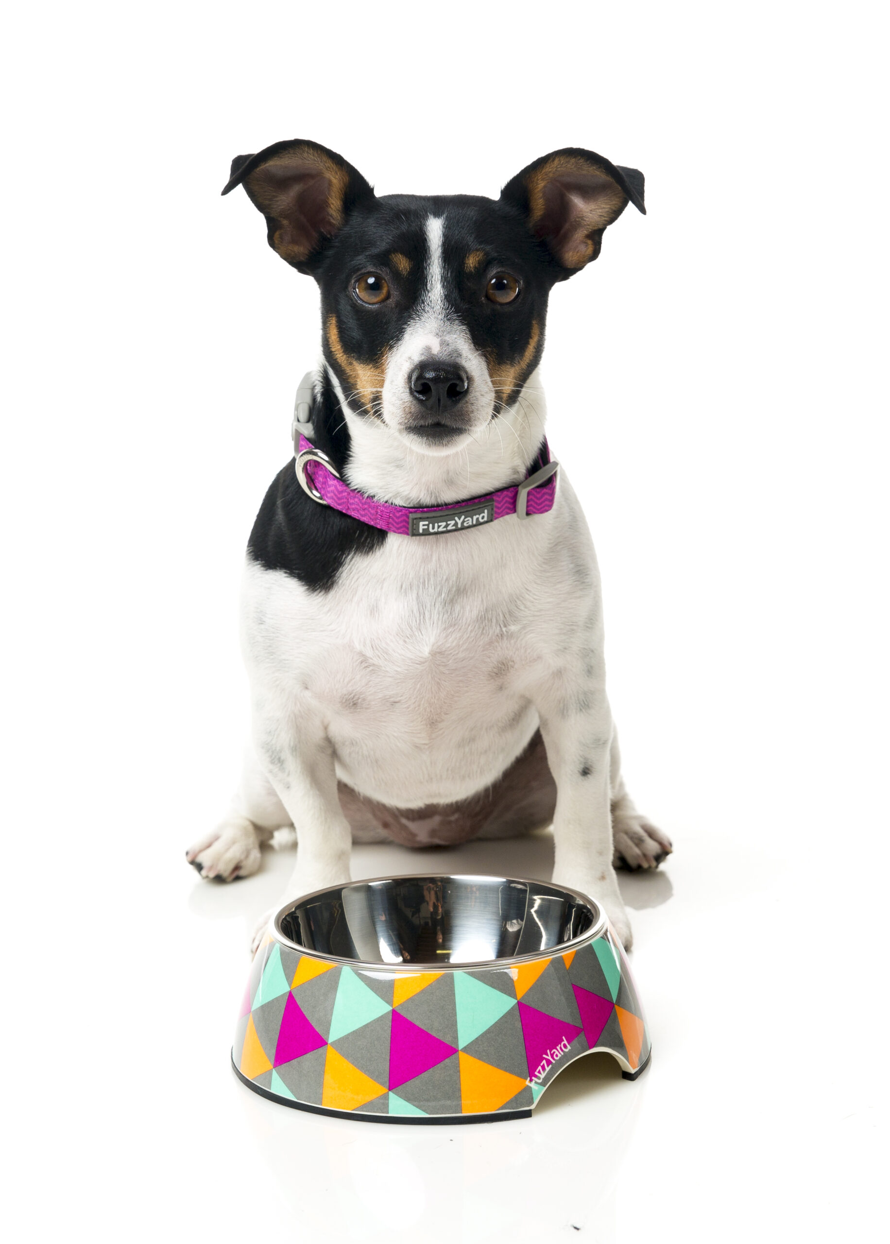 FuzzYard Easy Feeder Pet Bowl (3 Sizes) - FuzzYard Pop - Image 2