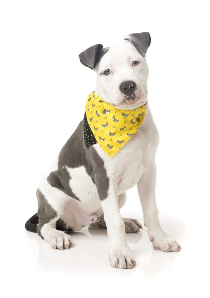 FuzzYard Pet Bandana (Monkey Mania) - Image 3