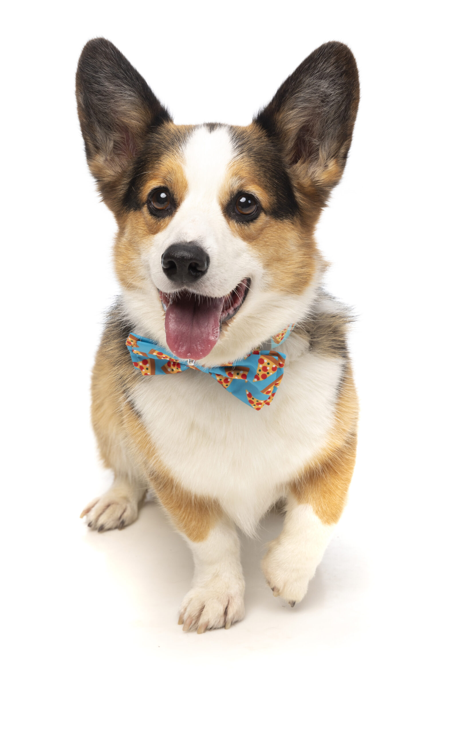 FuzzYard Pet Bow Tie (Pizza Lyf) - Image 3