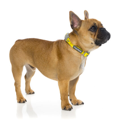 Fuzzyard Dog Collar (3 Sizes) - Monkey Mania - Image 2