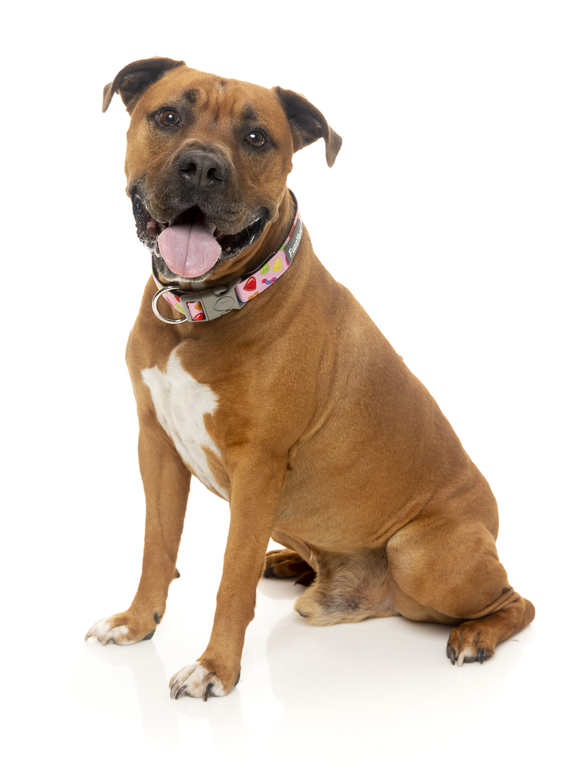 Fuzzyard Dog Collar (3 Sizes) - Jelly Bears - Image 2