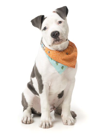 FuzzYard Pet Bandana (Tucson) - Image 3