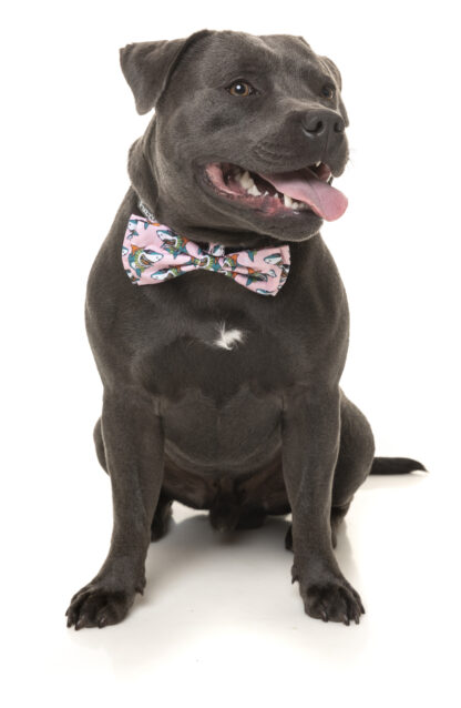 FuzzYard Pet Bow Tie (LL Cool Jaw$) - Image 3