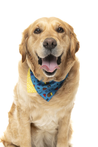 FuzzYard Pet Bandana (Kings of Gold School) - Image 3