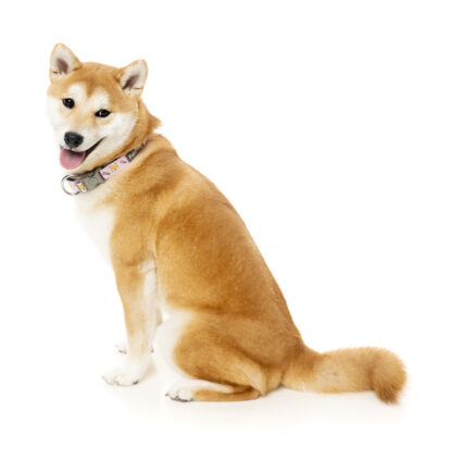 Fuzzyard Dog Collar (3 Sizes) - Sushiba - Image 2