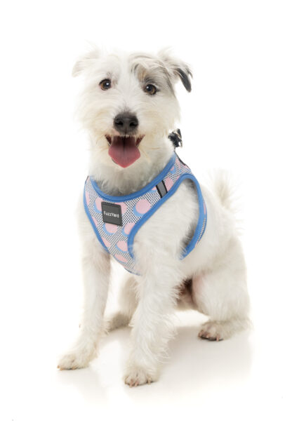 FuzzYard Step-In Harness For Dogs (5 Sizes) - Dippin' - Image 3