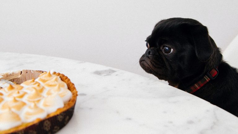 A dog looking at some Smores.