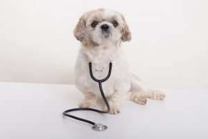 All You Need to Know about Pet Insurance