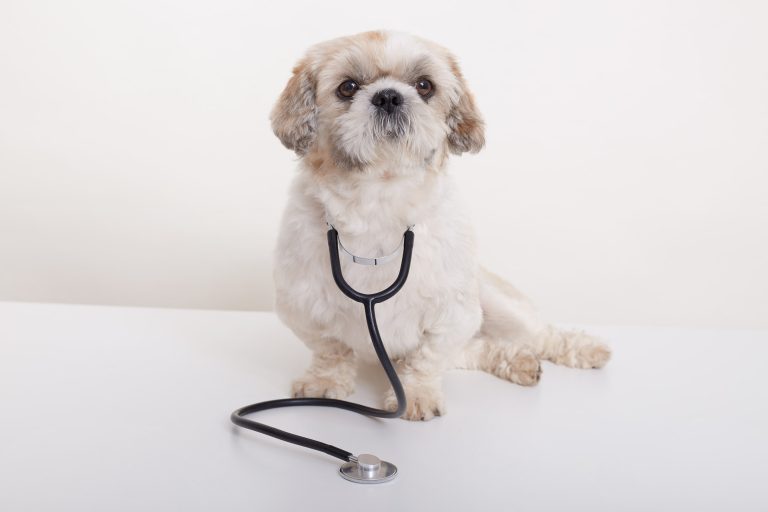 Dog with a stethoscope. A dogter.