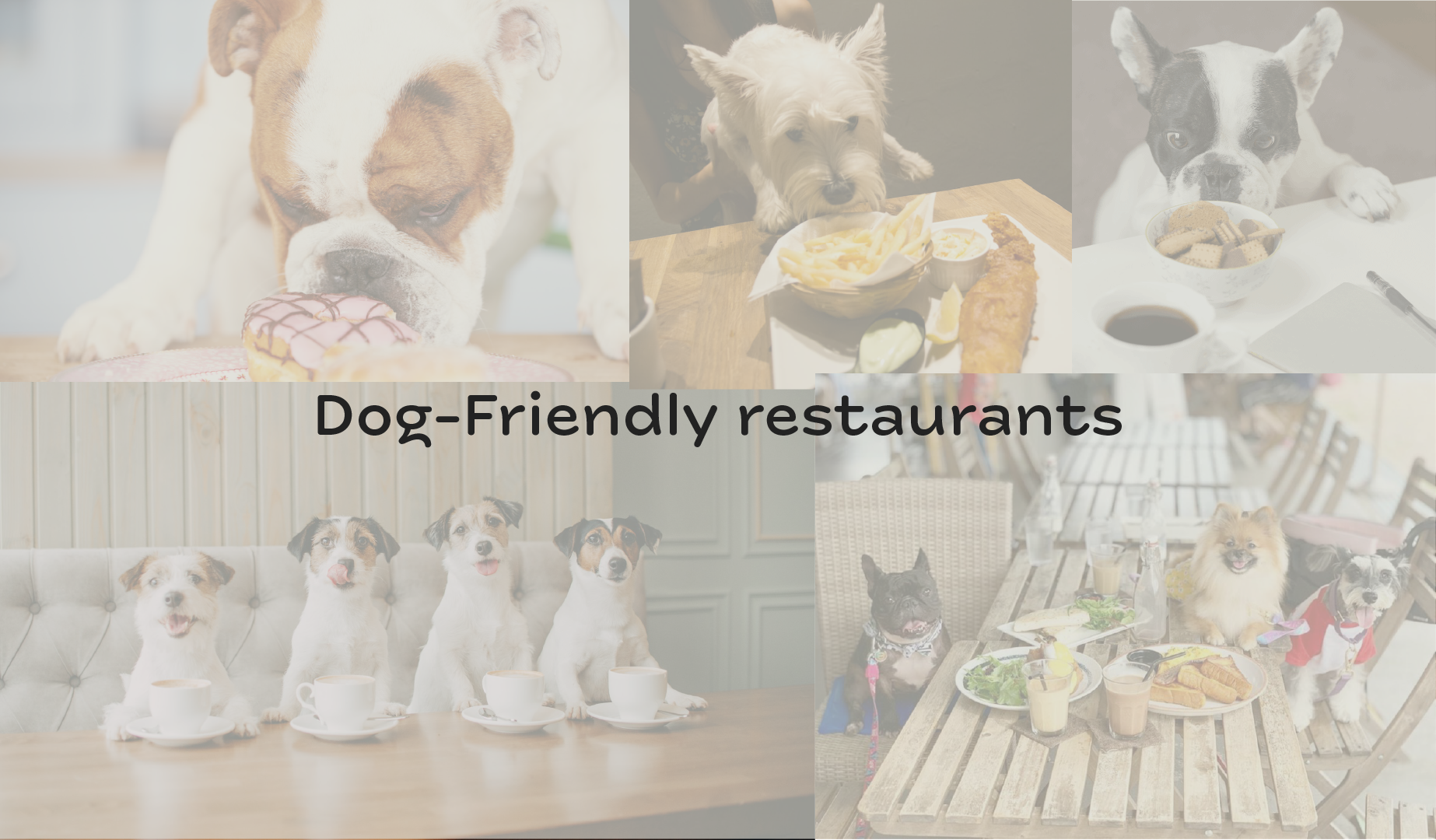 dog friendly restaurants banner