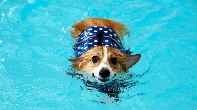 dog swimming on a pool