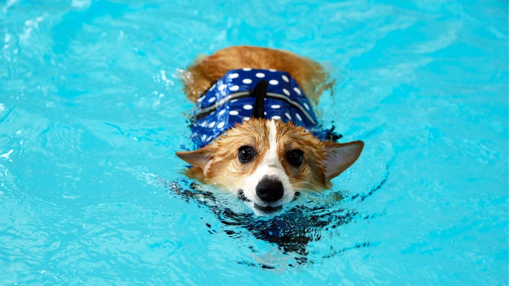 dog swimming on a pool