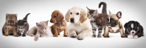 Adopting A Pet