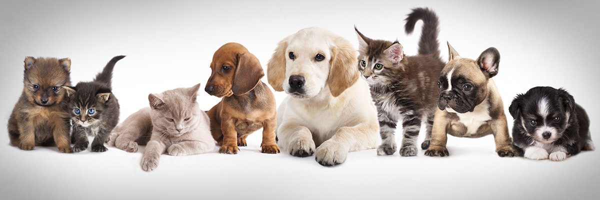 Bunch of animals, pet adoption header image