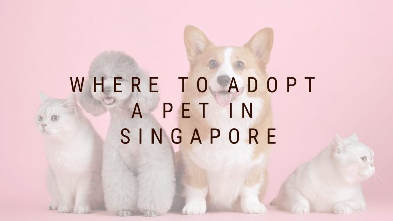 7 Places to adopt a pet in Singapore