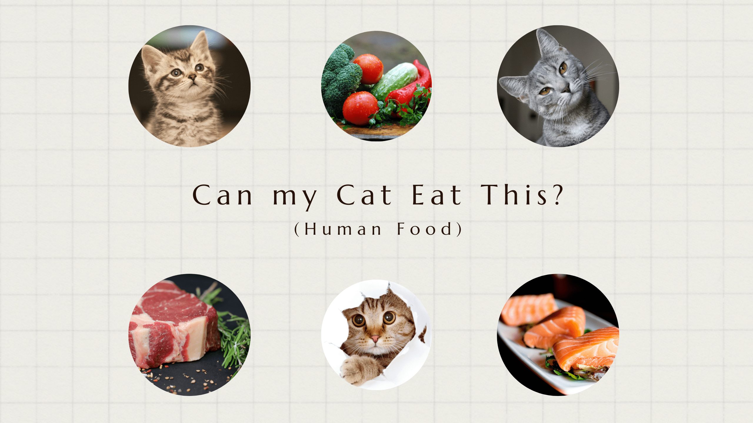 What Human Foods Can Cats Eat 