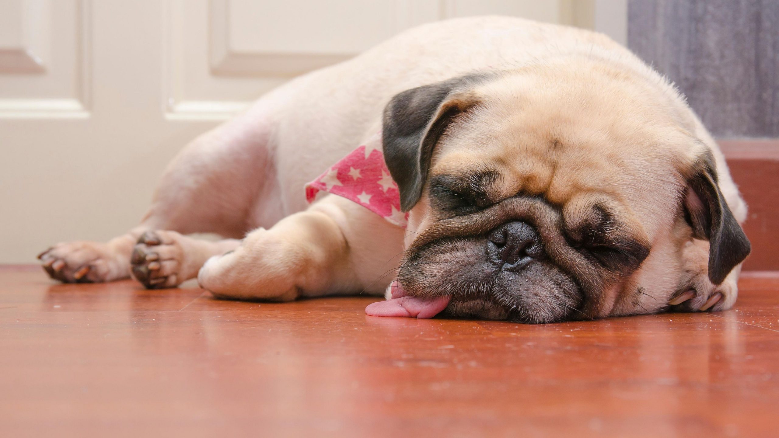 overweight dog lying on the floor