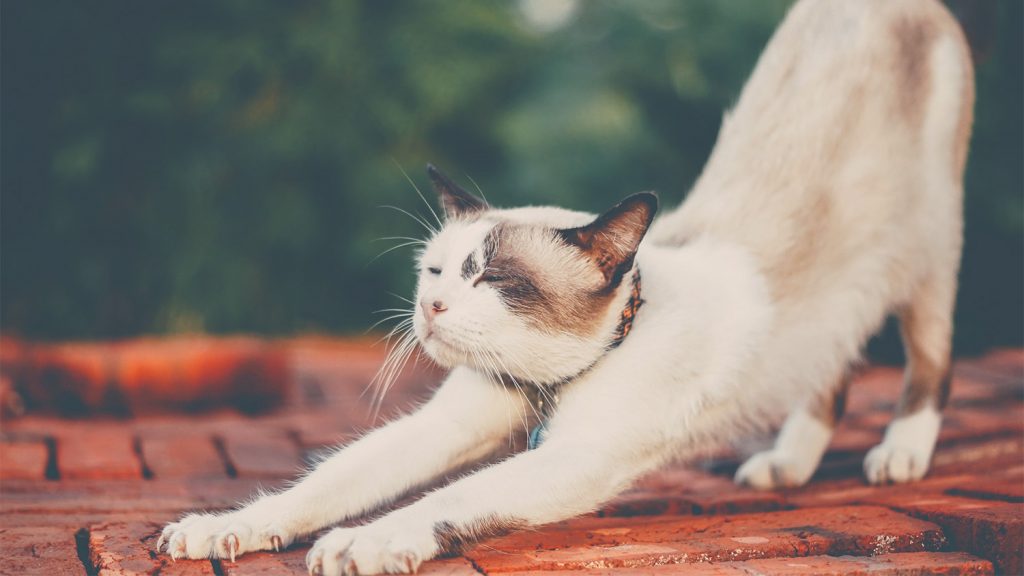 cat body language - cat stretching