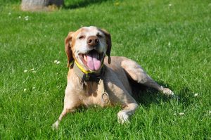 Understanding Body Language of Dogs