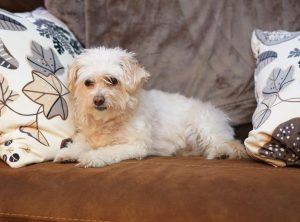 Why Do Dogs Shed?