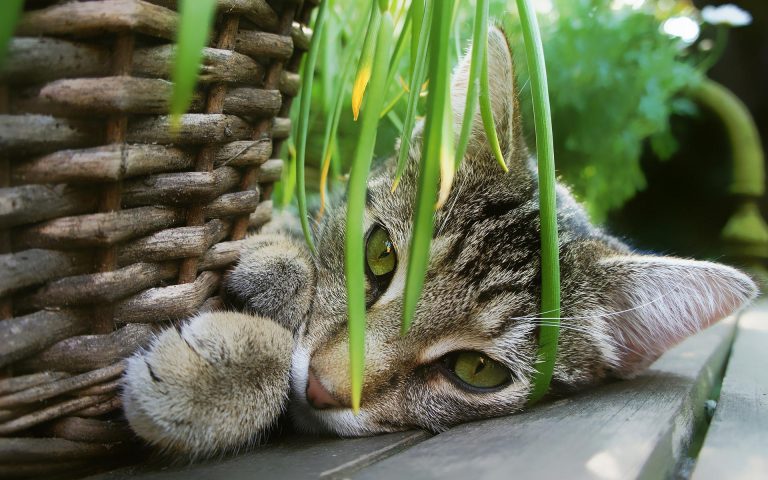 cat with plant