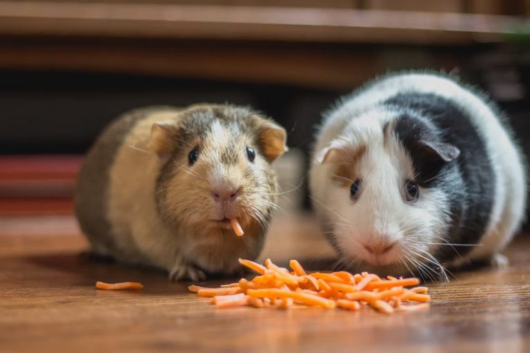 Guinea Pigs Eating