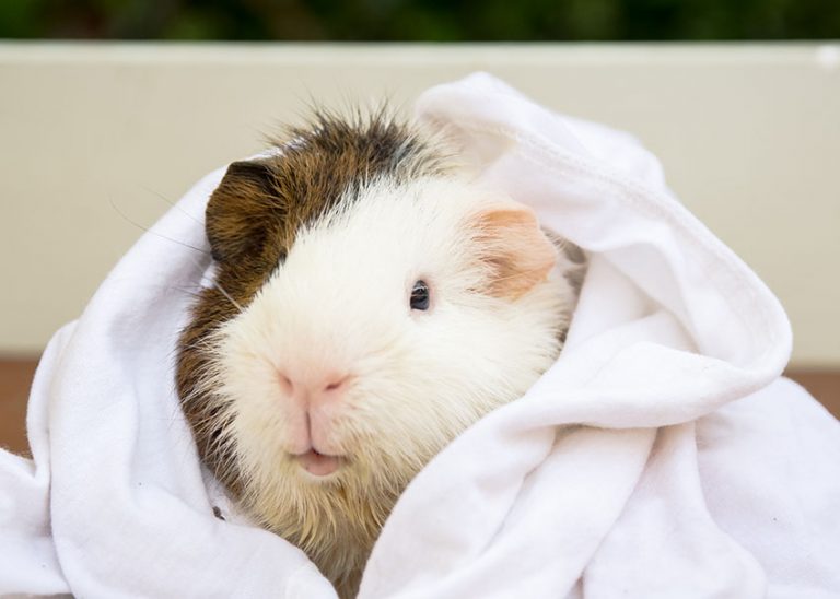 Guinea Pig Shower