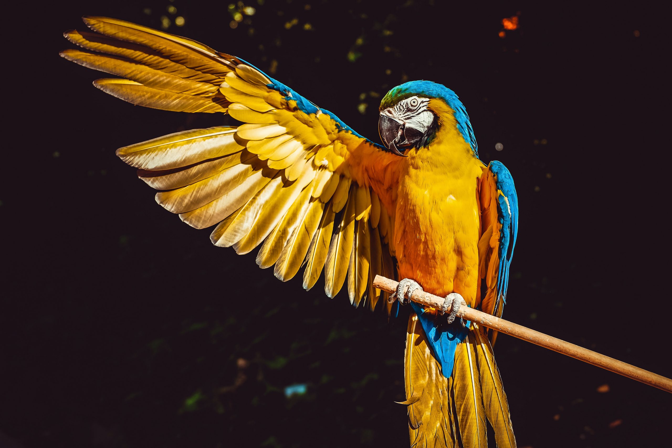 Majestic Parrot