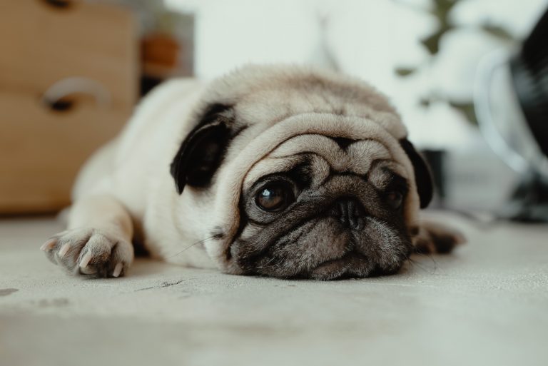 Sad Dog