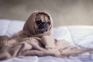 Signs that Your Dog is Stressed.