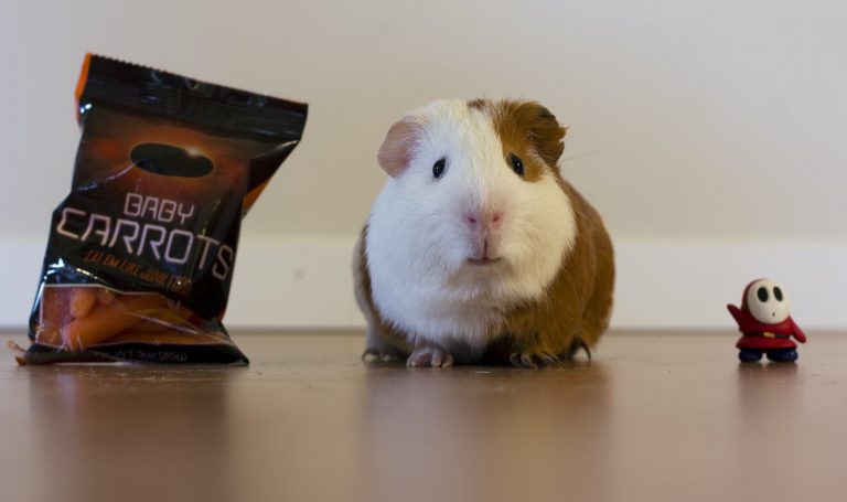 guinea pig