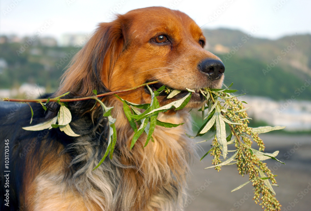 Dog Eating Plant