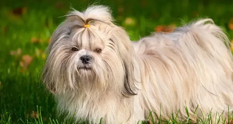 popular dog