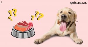 Is a Raw Food Diet Good for Your Dog?