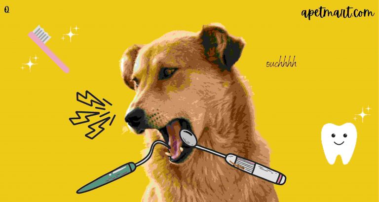Dog Dental